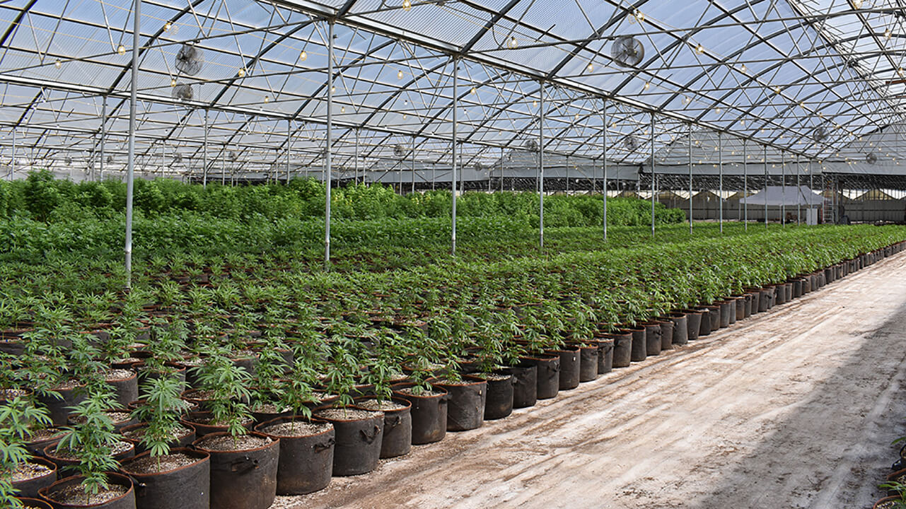 inside view of cannabis greenhouse with plants