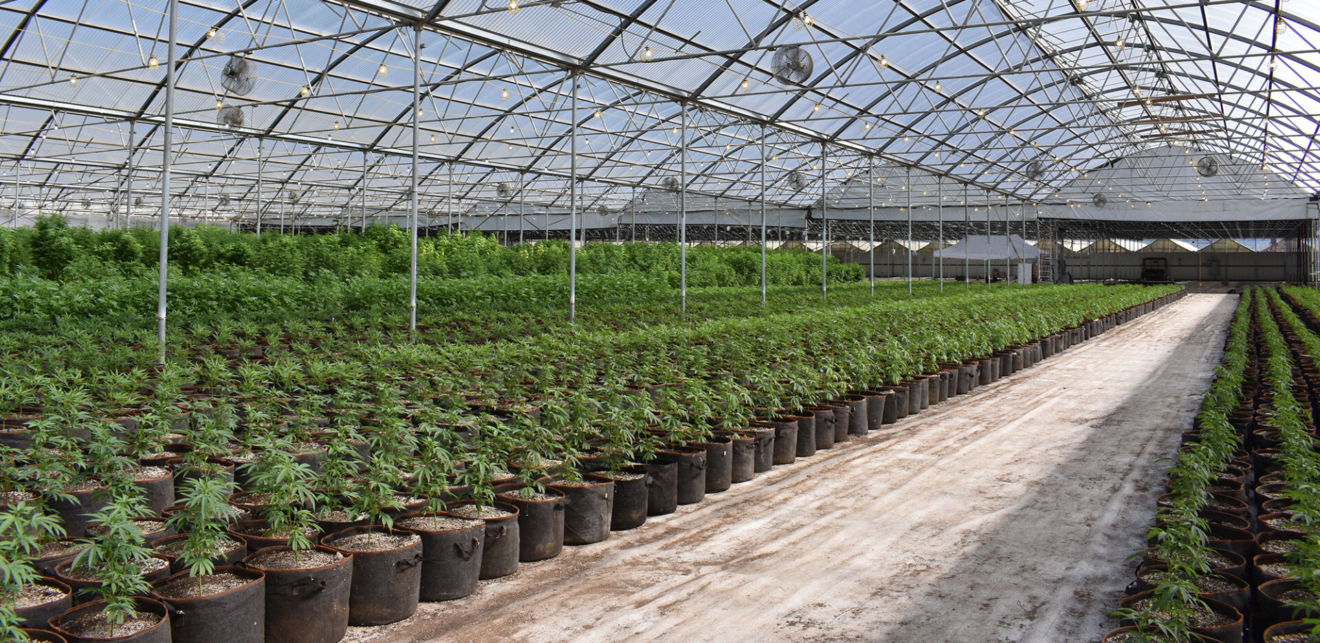 cannabis greenhouse