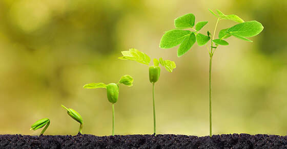 Agriculture. Plant seedling. Baby plants growing in germination sequence on fertile soil with natural green background